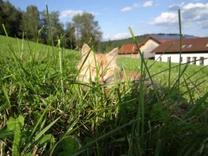Urlaub auf dem Bauernhof Mader Urlaub auf dem Bauernhof Mader